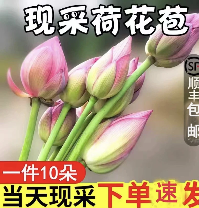 荷花新鲜十朵现采莲花苞花骨朵食用泡茶观赏真鲜花荷叶顺风包邮
