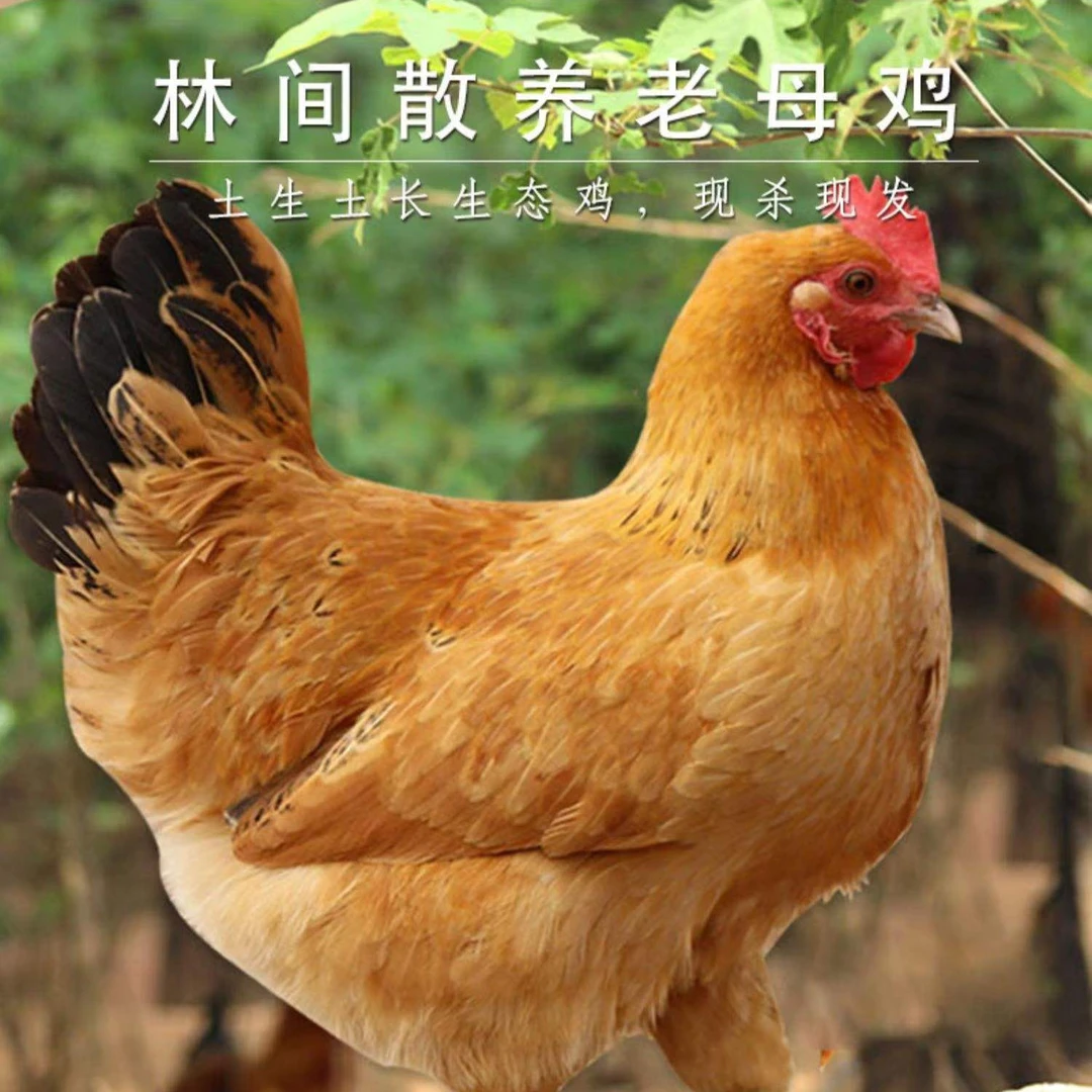 正宗散养土老母鸡五谷杂粮现宰现杀