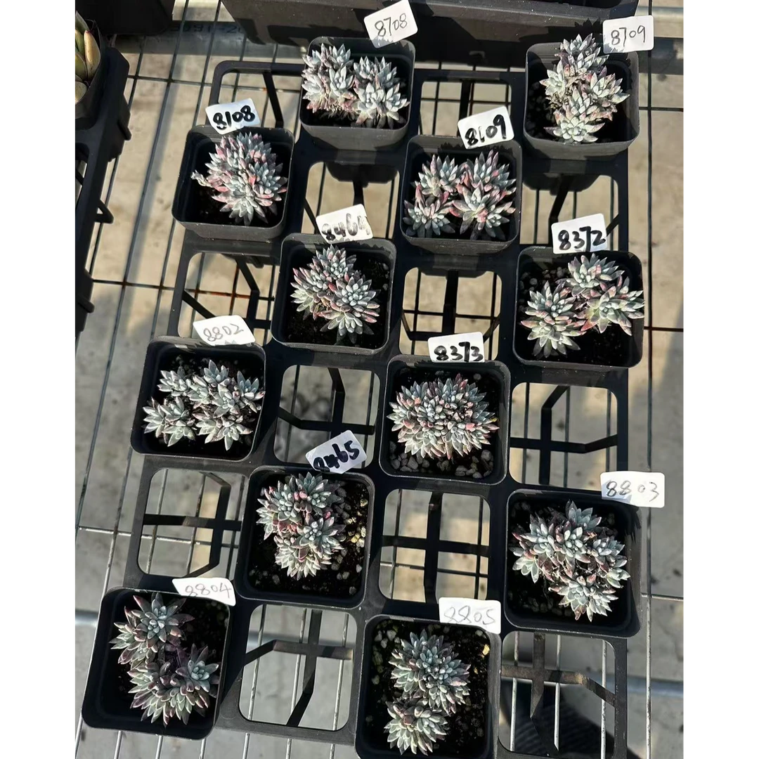 【白菊，满9.9包邮】雅情园艺多肉植物6厘米左右