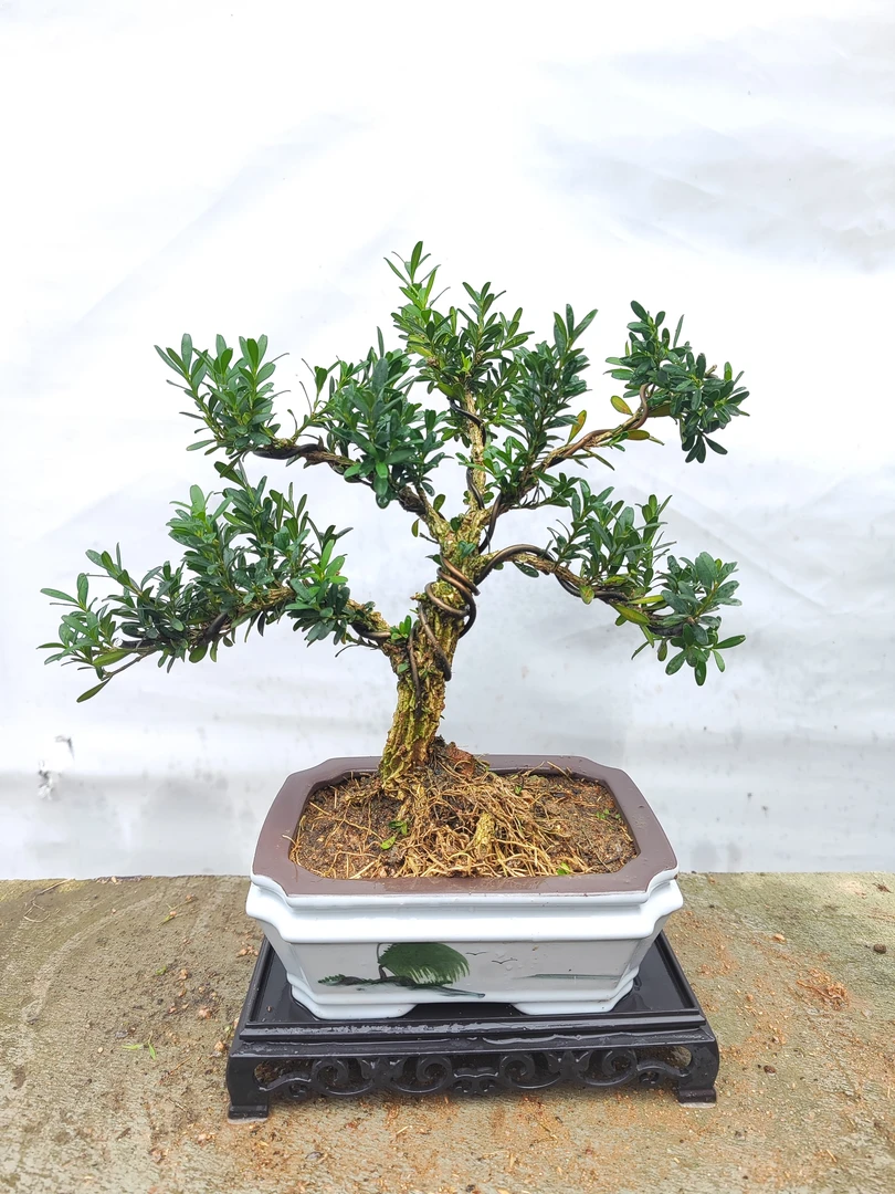 黄杨盆栽庭院老桩耐寒常青绿植小叶皱皮雀舌黄杨植物阳台造型盆景