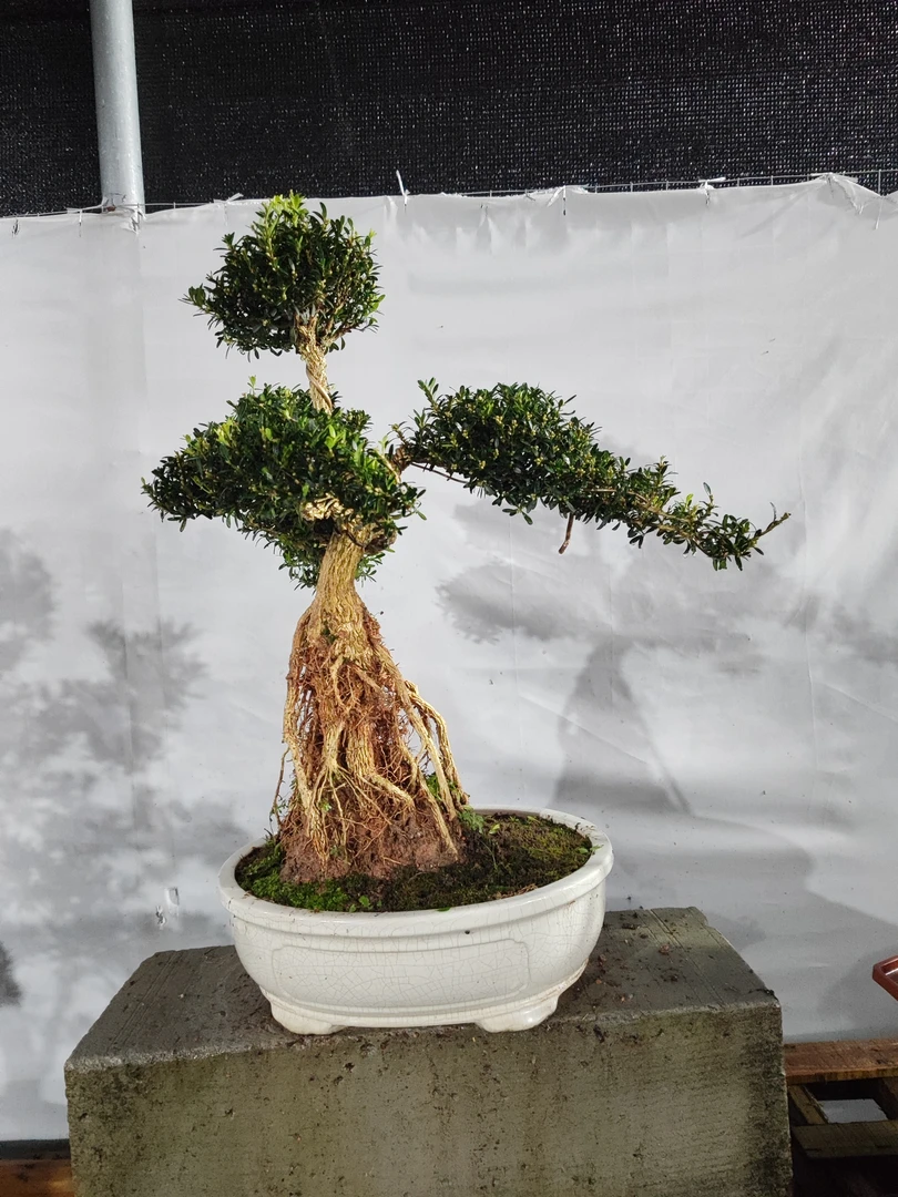 黄杨盆栽庭院老桩耐寒常青绿植小叶皱皮雀舌黄杨植物阳台造型盆景