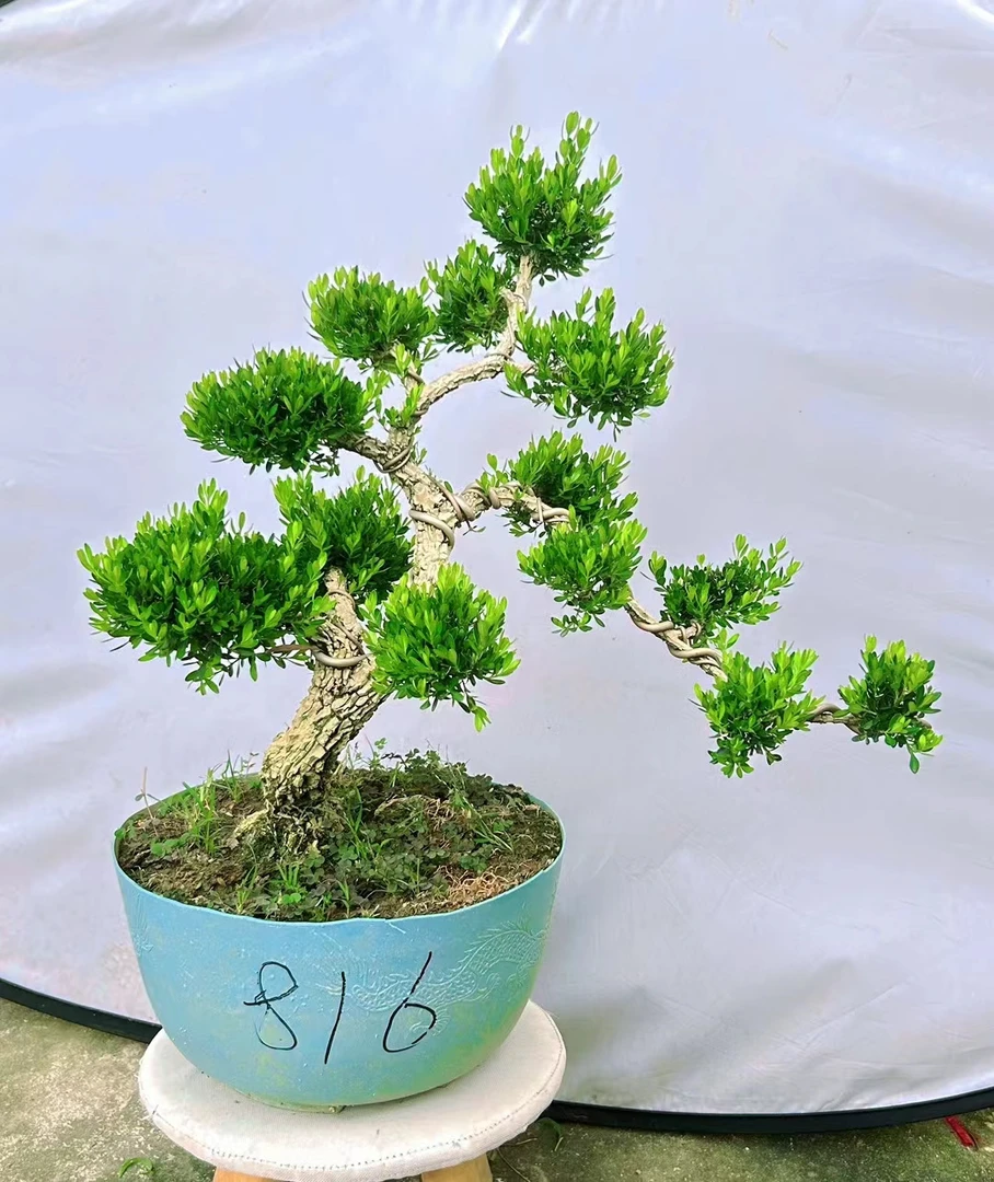 小叶黄杨四季皱皮老桩室内桌面定型树高档黄杨木盆景客厅造型阳台