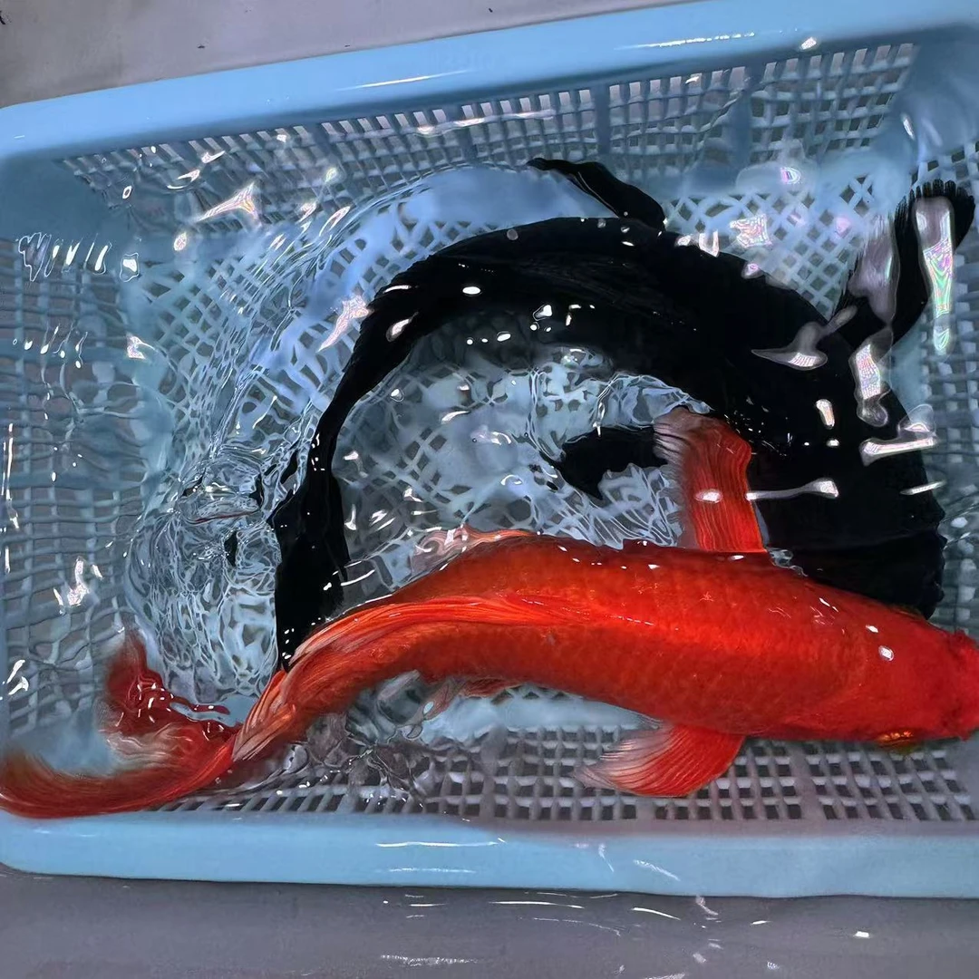 【两条装】20-25厘米红蝴蝶加碟尾铁包金组合装精品锦鲤包邮