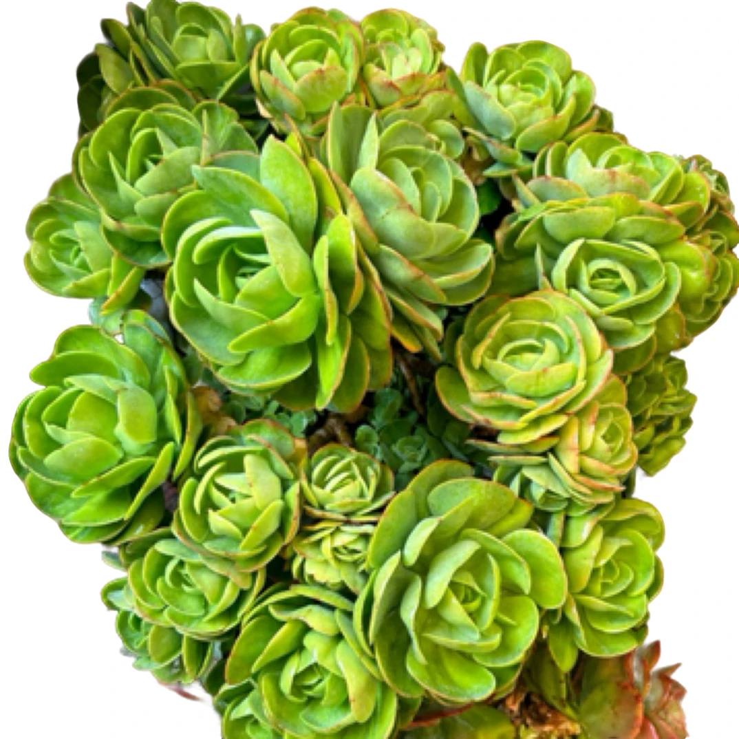 眼镜多肉（特大碧桃一物一拍）物流自理