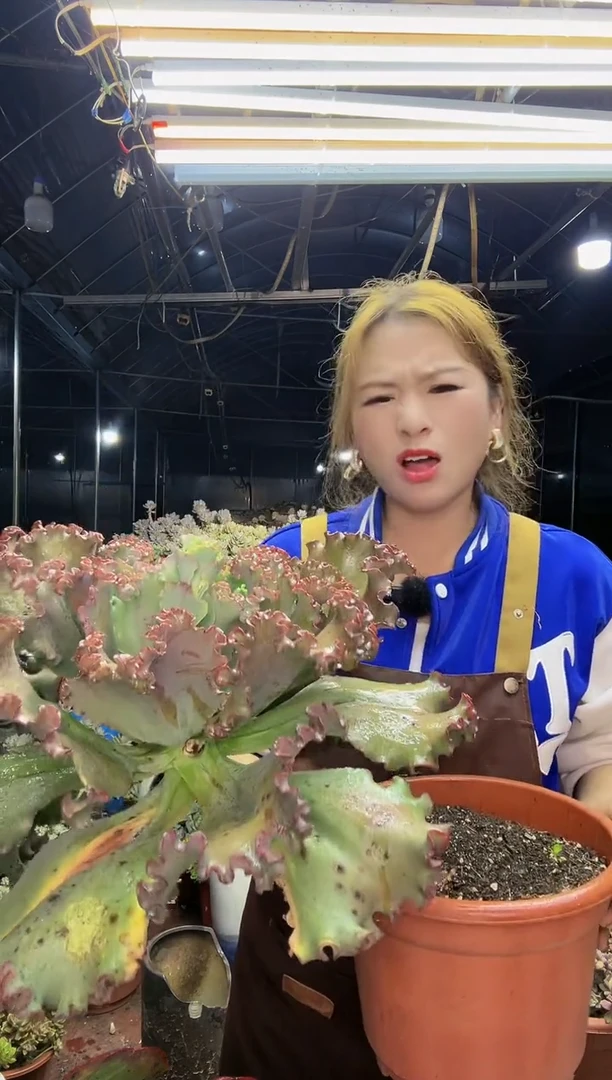 【闪购商品】老桩包菜脱土混发包邮
