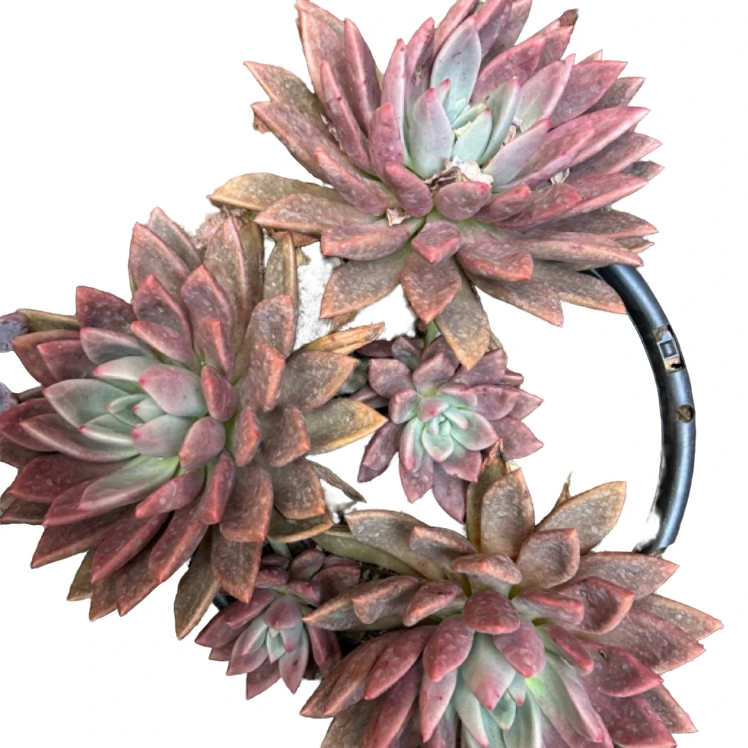 眼镜多肉（桃花源）整装老桩飘枝盆栽盆景多肉