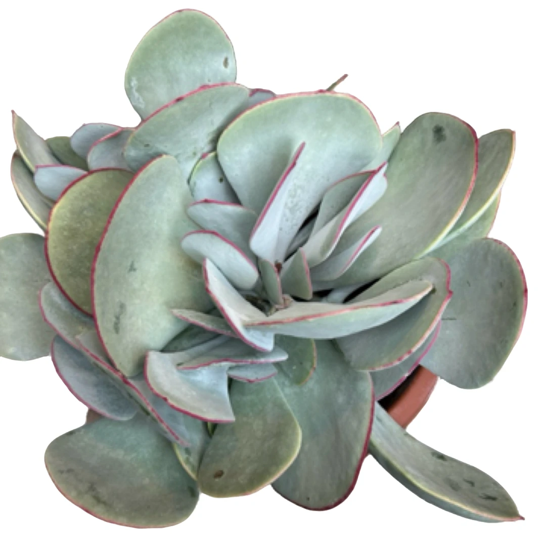 （群生白眉）整桩老桩飘枝妖装法师缀化单头捧花整群盆栽盆景多