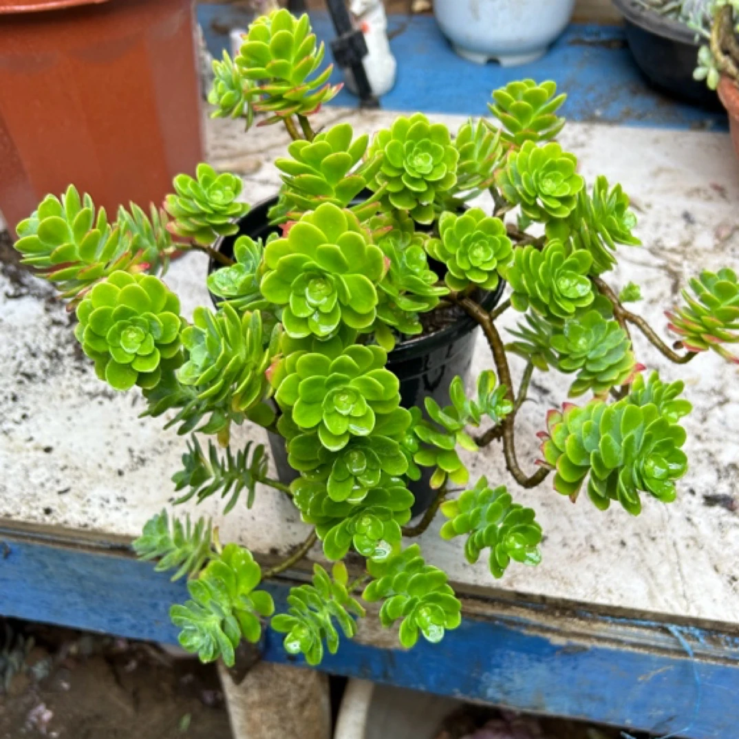 眼镜多肉（薄化妆一物一拍带盆物流自理）老桩飘枝盆栽盆景多肉