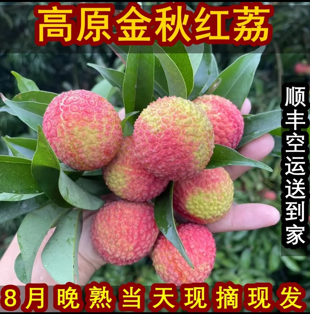 精品桂味荔枝新鲜仙进奉水果肉厚现采摘发冷链包邮整箱清甜尝鲜