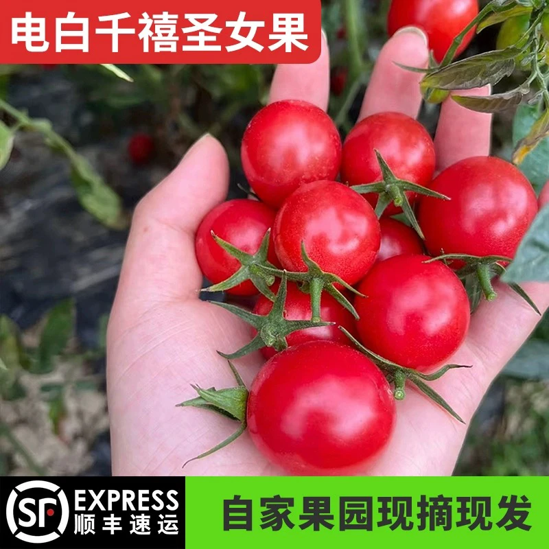 广东茂名冰糖千禧果小番茄甜口小番茄新鲜水果孕妇老人小孩零食