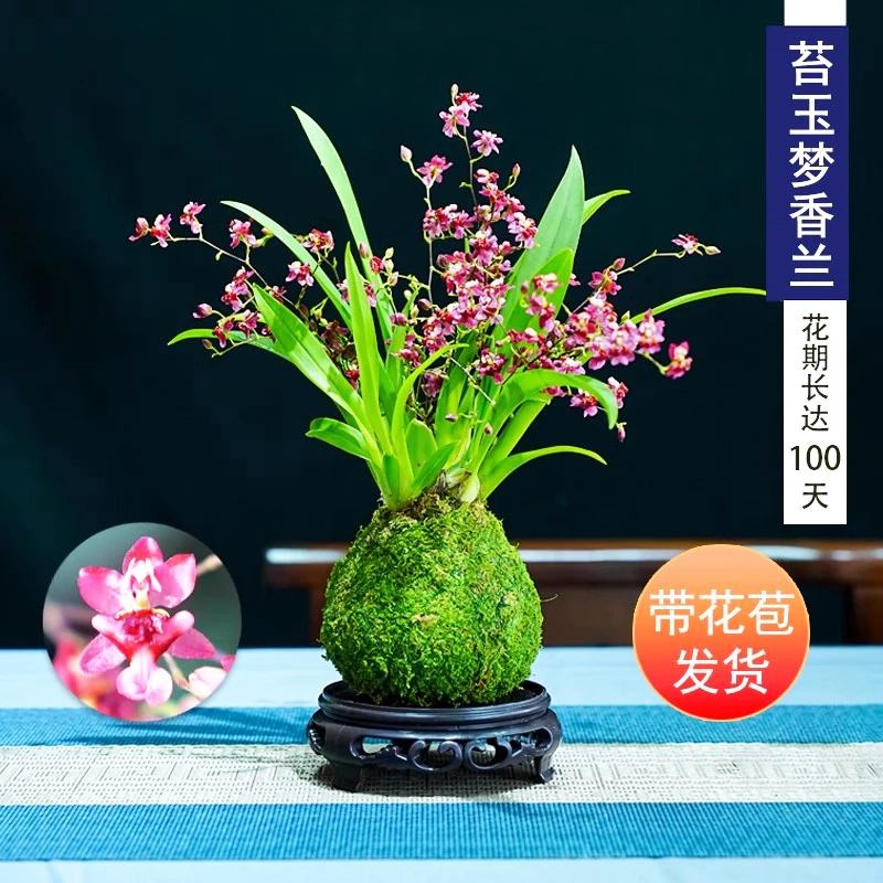 文心兰带花苞浓香苔藓球梦香兰花苗跳舞兰净化空气花卉绿植盆栽