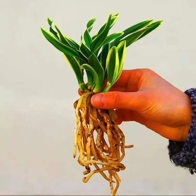 金边兰花苗达摩冠兰花矮种兰花四季兰花名贵叶艺好养趣味花卉绿植