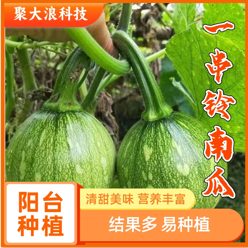 一串铃南瓜种子迷你花皮圆形嫩小南瓜高产种籽四季青南瓜蔬菜种子