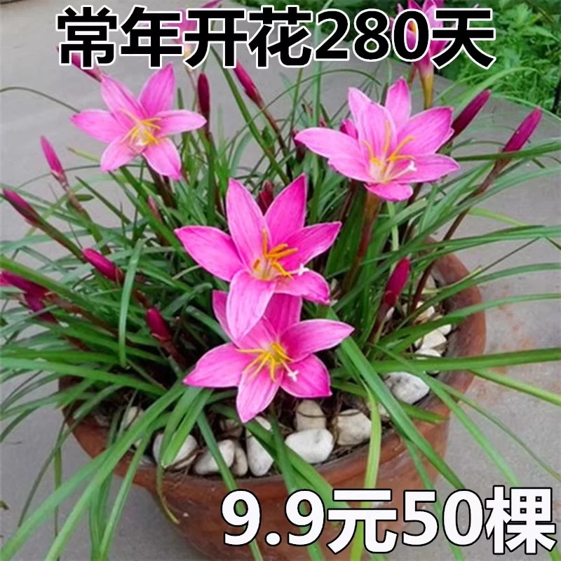 【风雨兰】韭兰葱兰花苗庭院花卉四季开花阳台盆栽耐热耐寒好养
