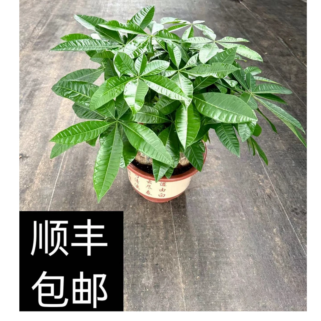 【基地直发】款三杆老桩室内绿植发财树盆栽耐旱盆景大棵北方花卉