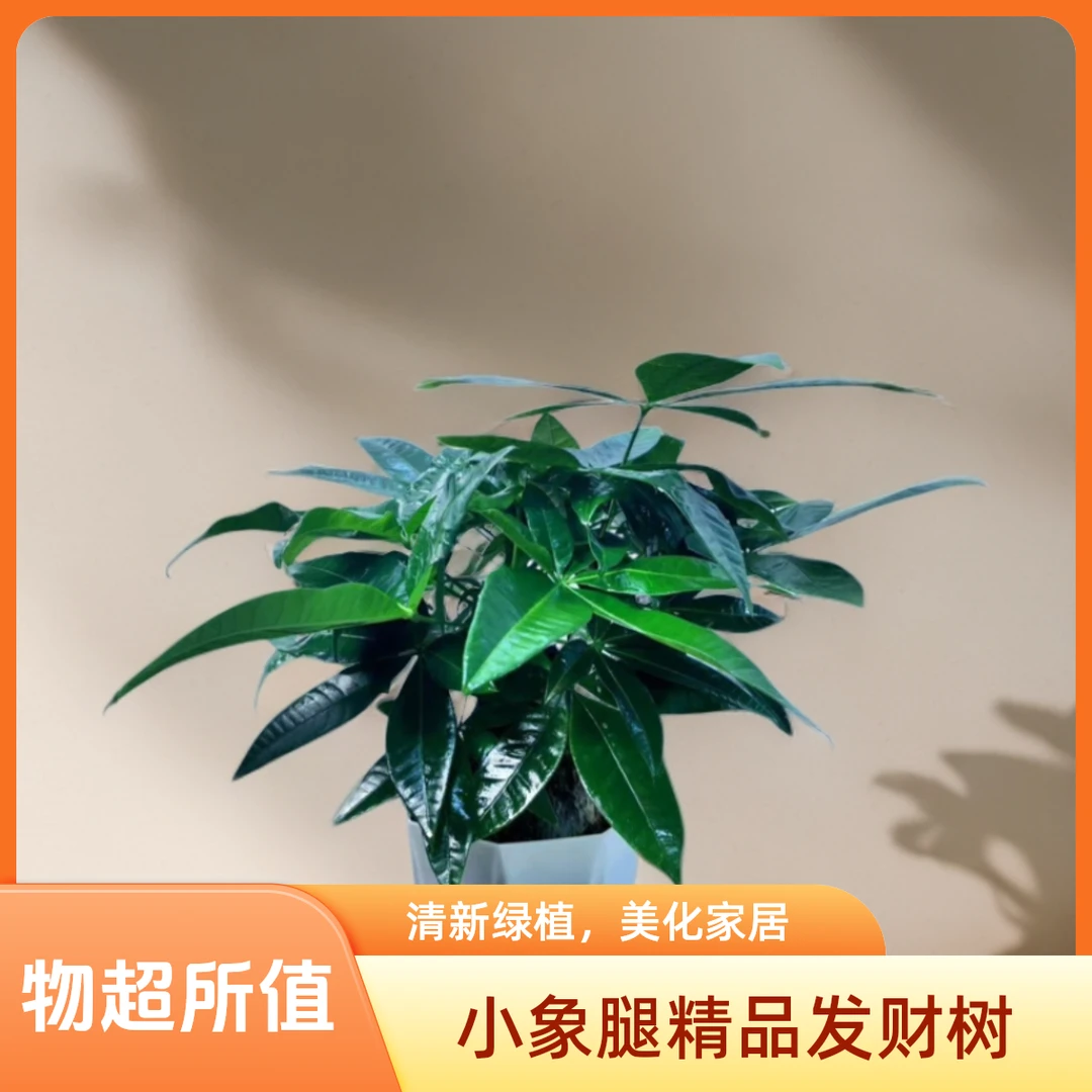 精品发财树极简白色盆网销榜办公茶几桌面叶密款盆栽耐旱易活