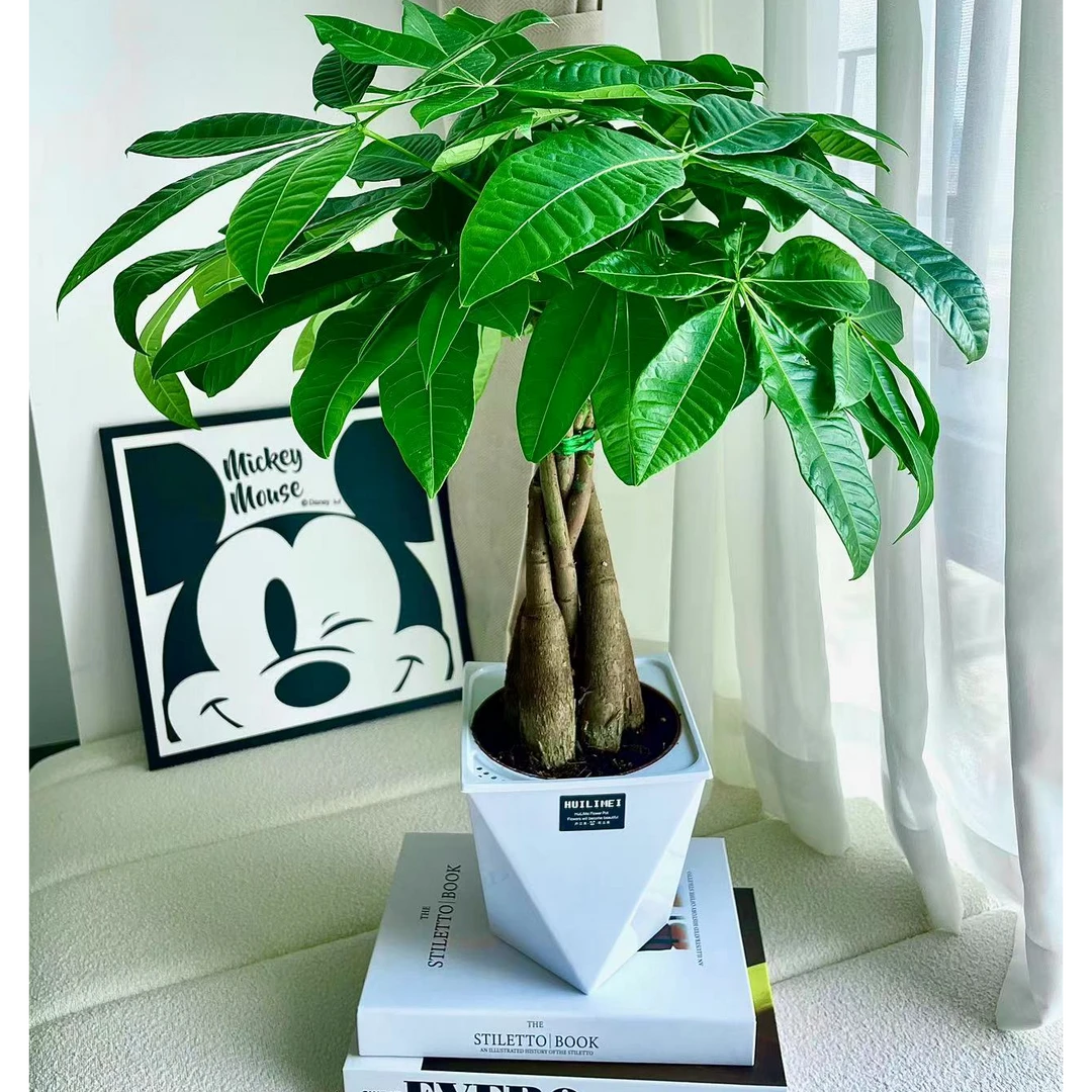 五辫发财树阳台批发绿植盆栽室内客厅桌面植物四季大棵室内植物