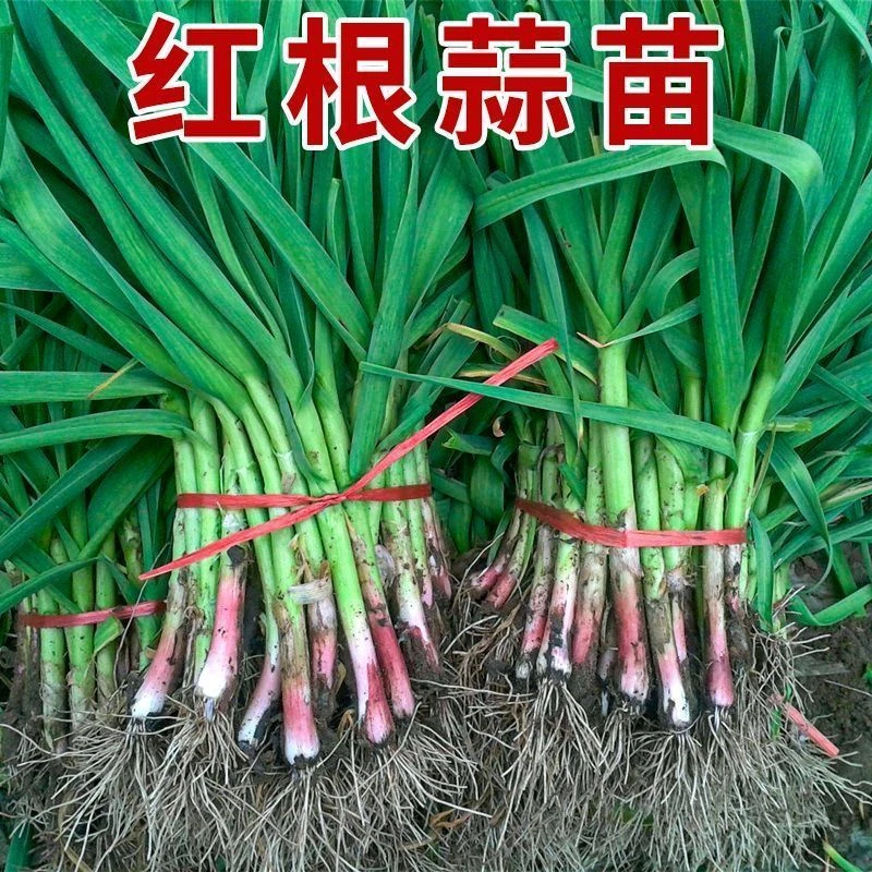 新鲜嫩蒜苗现挖现发带泥大蒜苗青农家自种露天红皮带黄叶襄阳特产