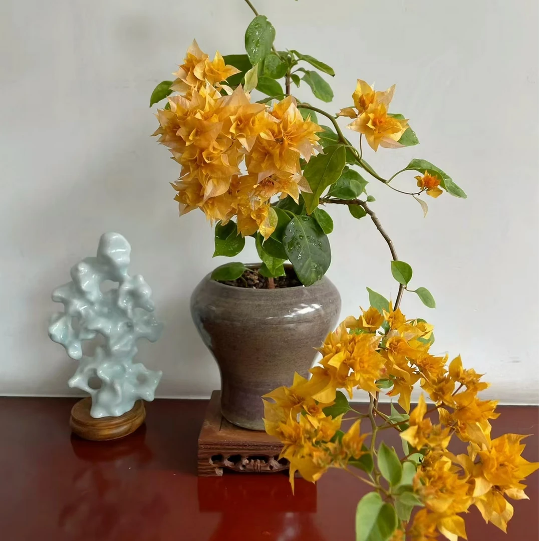 【重瓣黄】三角梅花卉四季开花基地直发  一物一拍