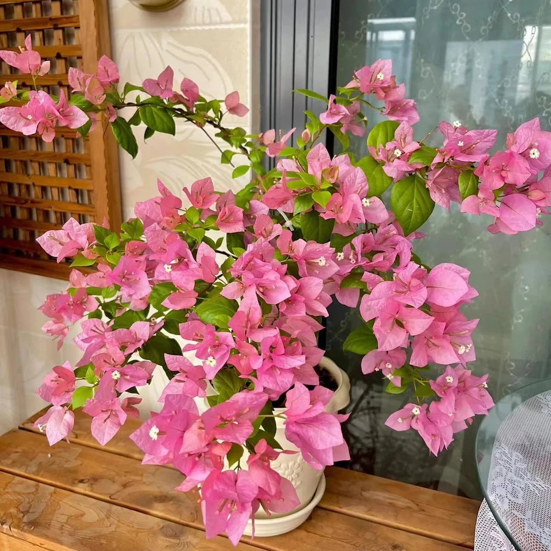 【橙粉公主】高飘三角梅花卉四季开花基地直发  一物一拍