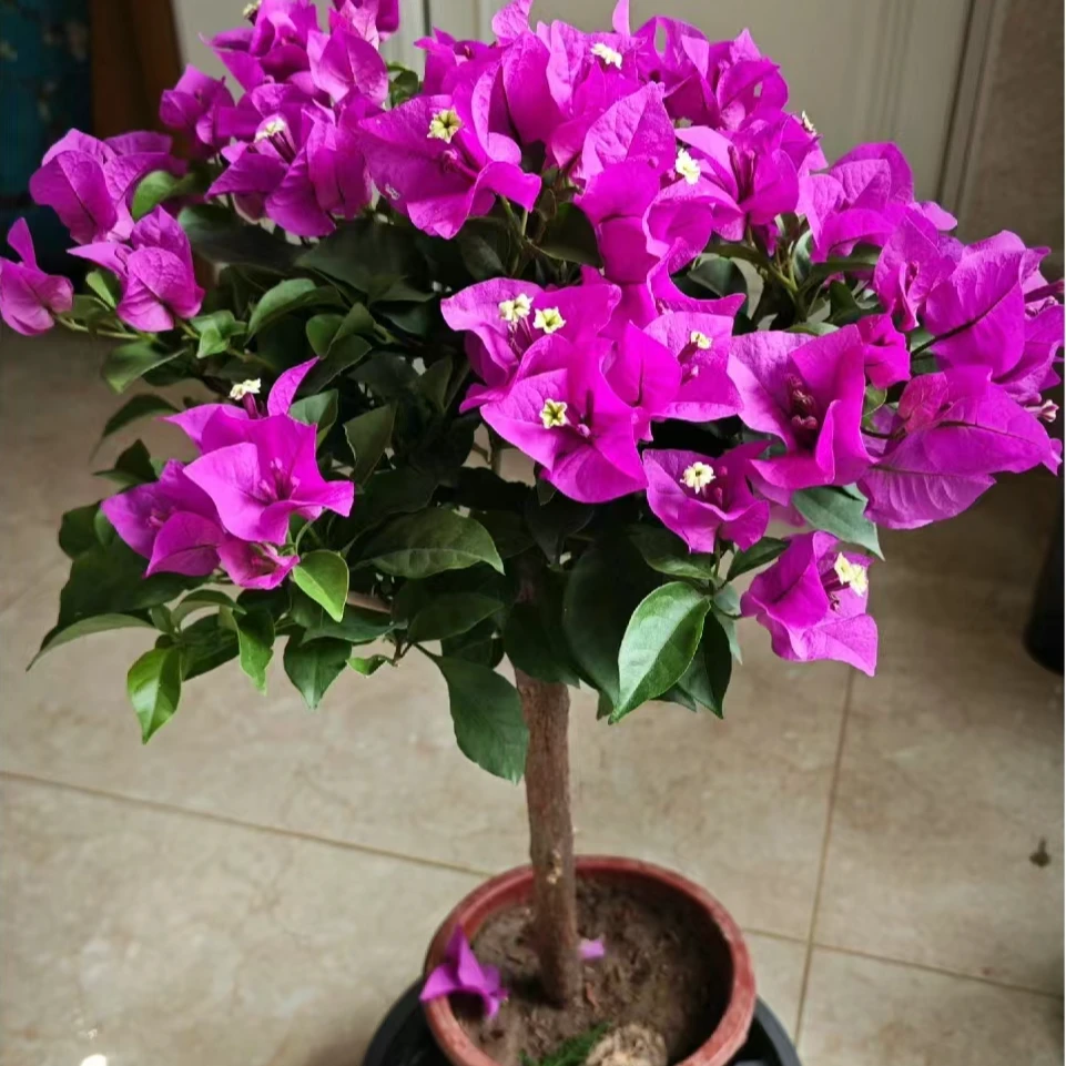 【云南紫】三角梅花卉四季开花基地直发  一物一拍