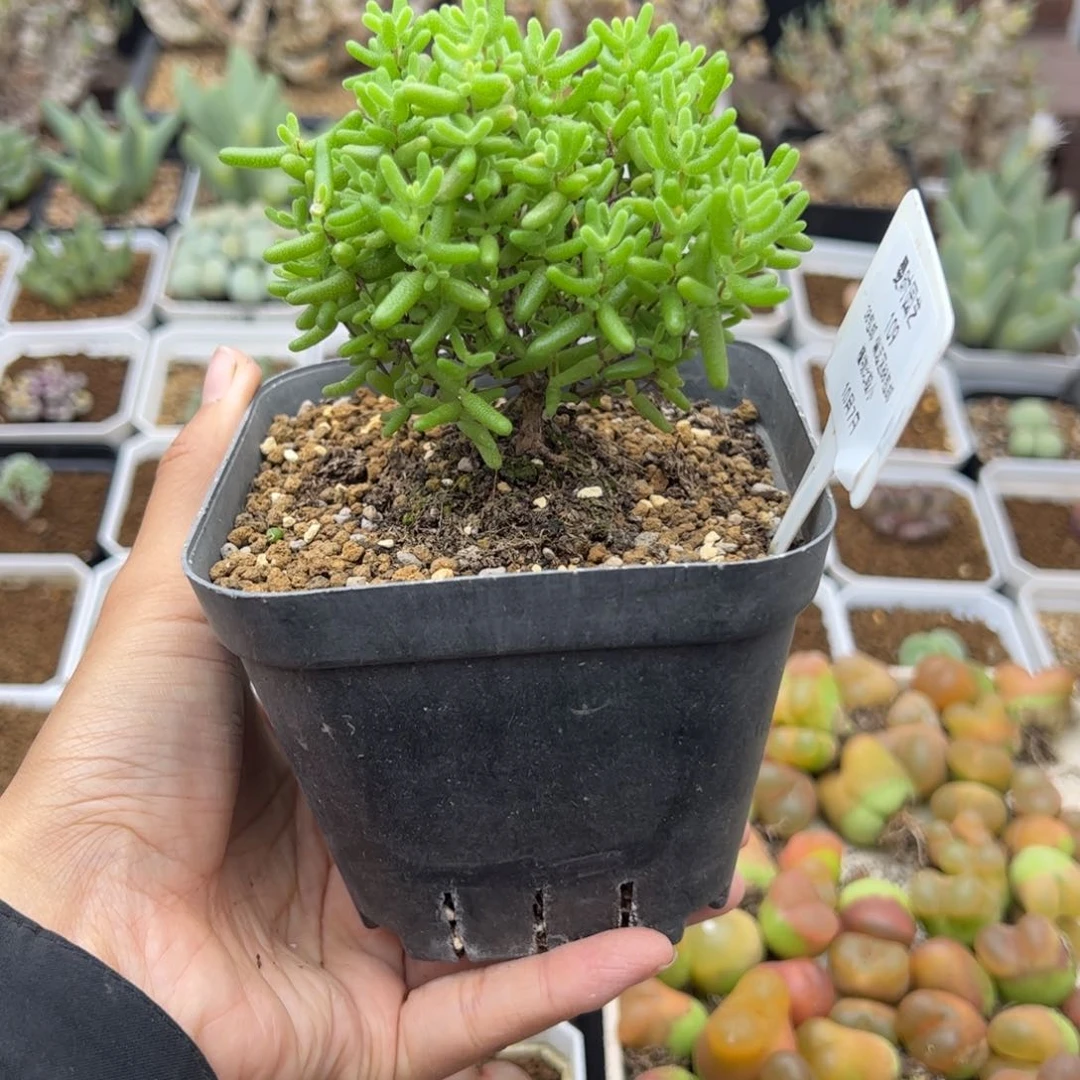 109号蜜橘糖球10.7多肉