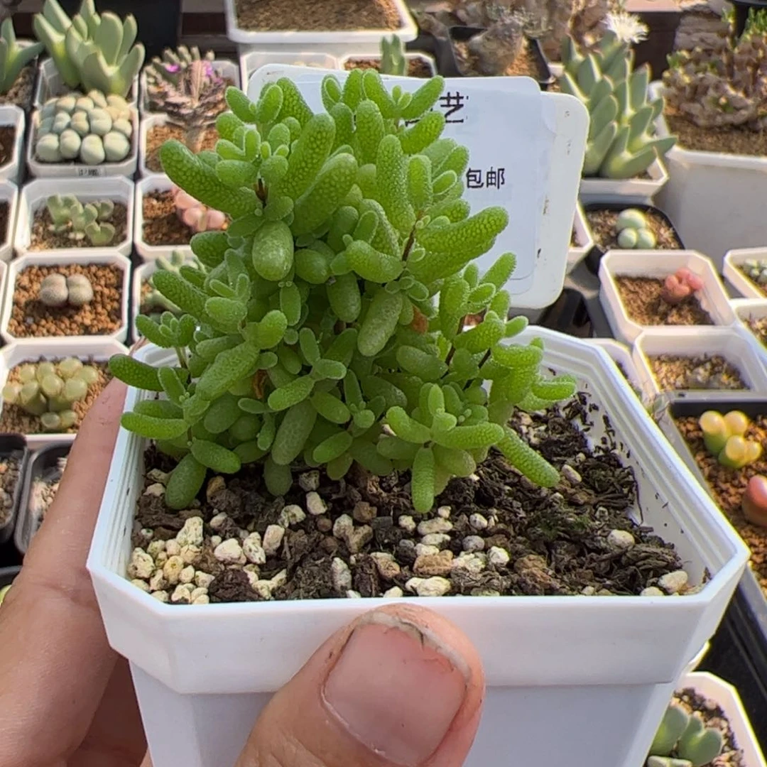 216号金桔糖球10.8多肉植物