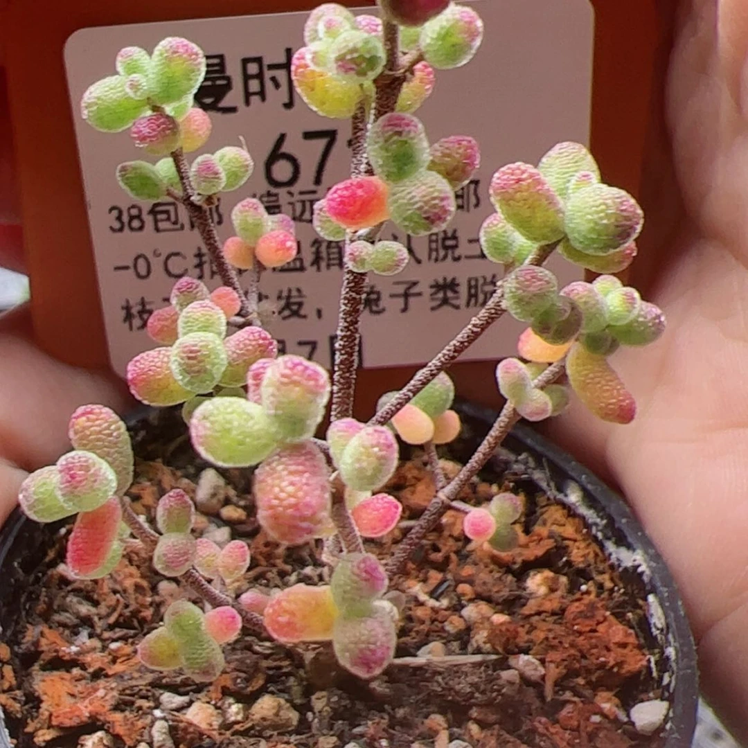 【闪购商品】671号虎斑锦1.7多肉