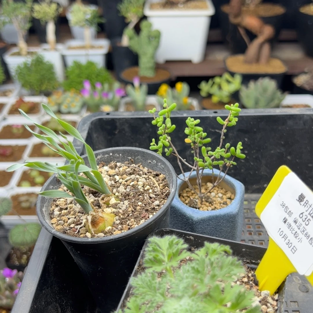 10.30甩卖多肉植物635