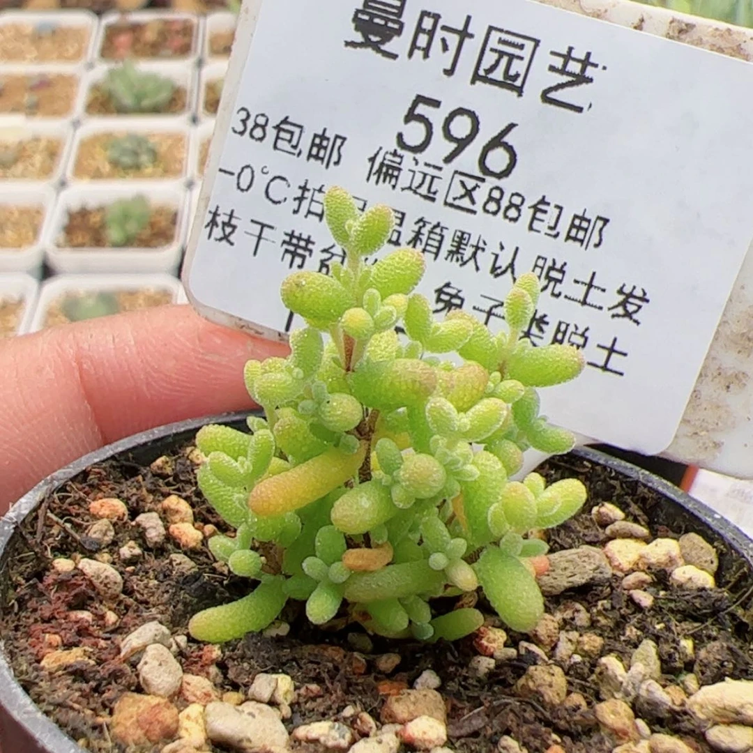 【闪购商品】1.3小小米多肉596