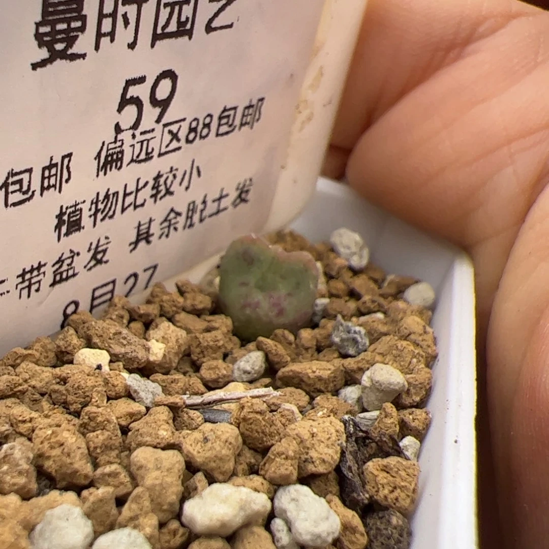 8.27空蝉多肉59