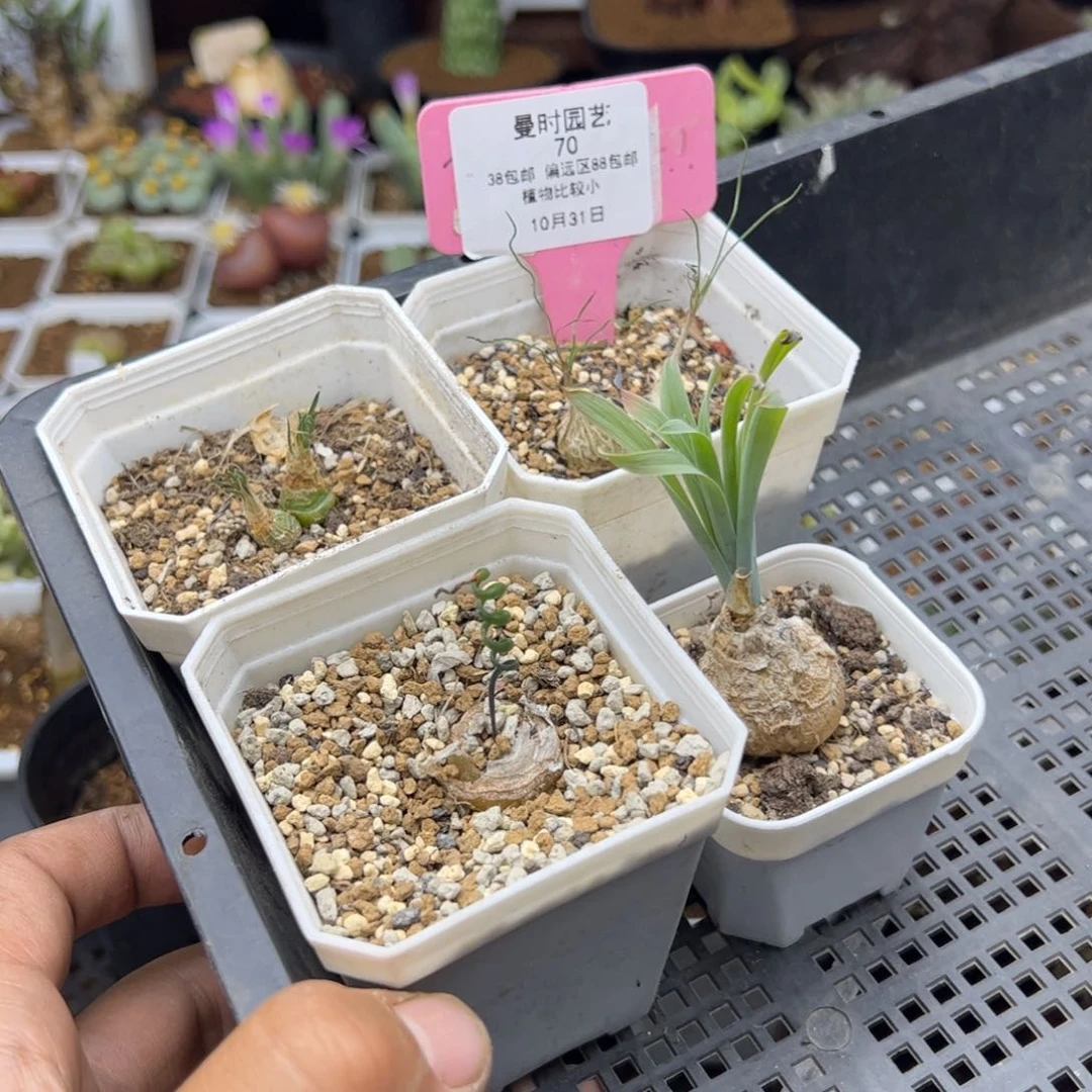 10.31甩卖多肉植物70