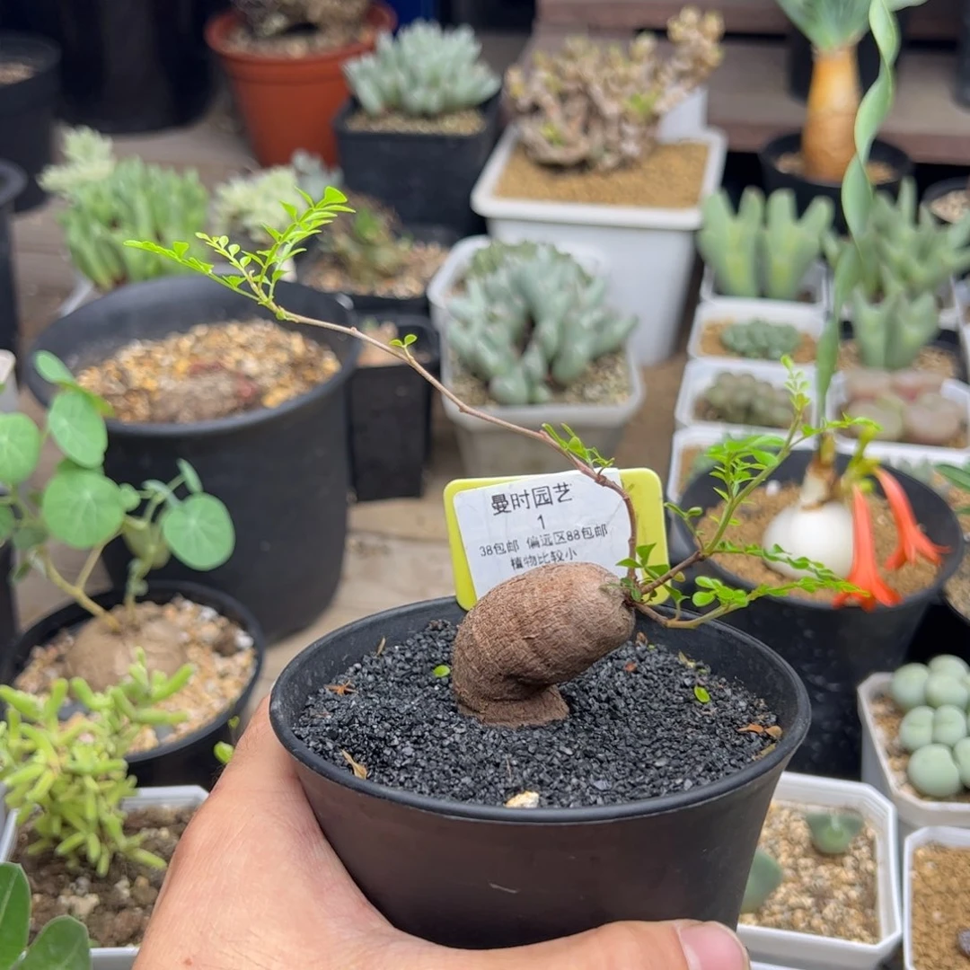 多****，9.21列加漆树多肉1