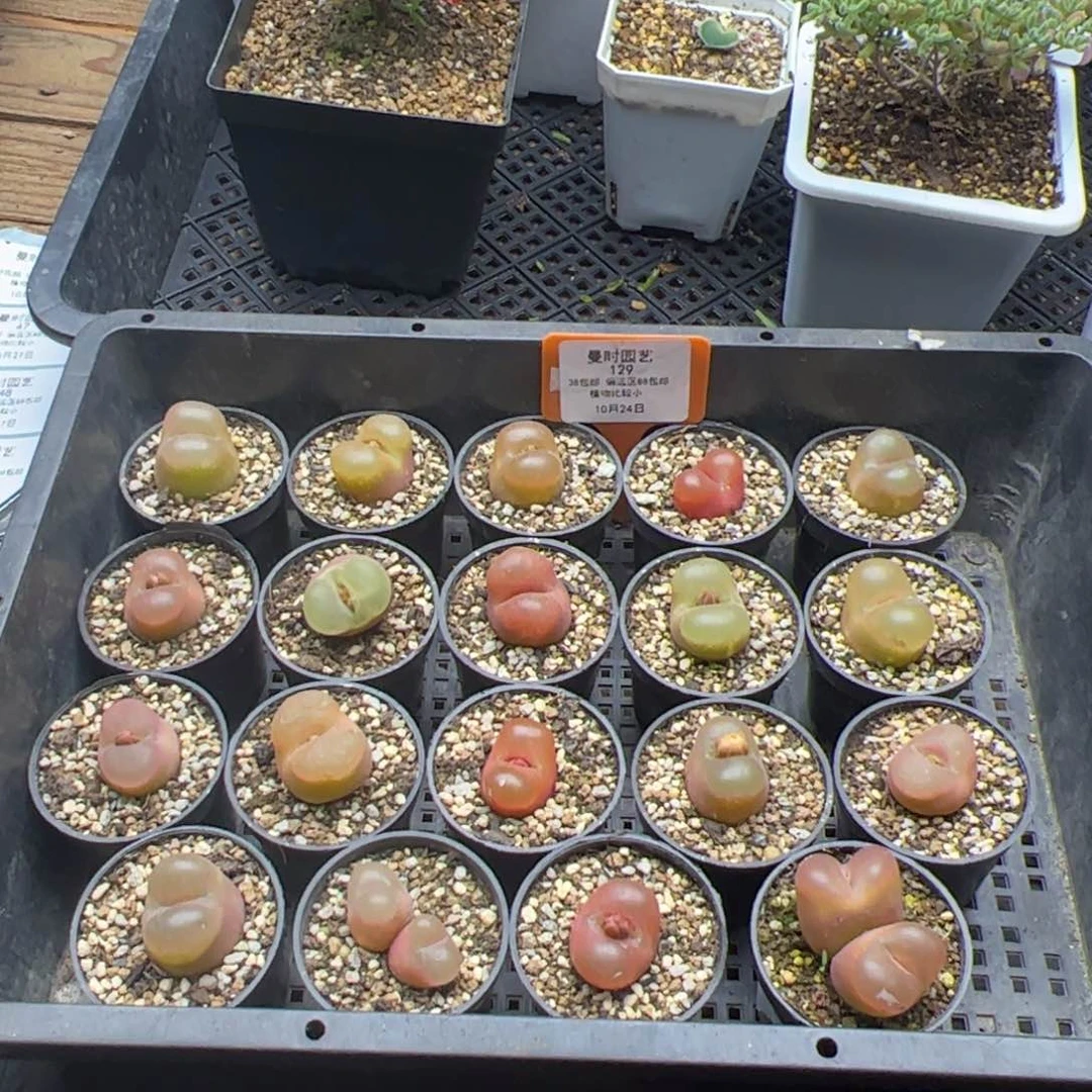 10.27一筐毛多肉植物129