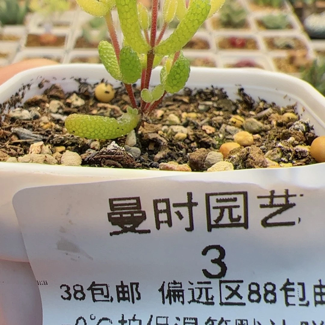 【闪购商品】12.12黄锦糖球多肉3