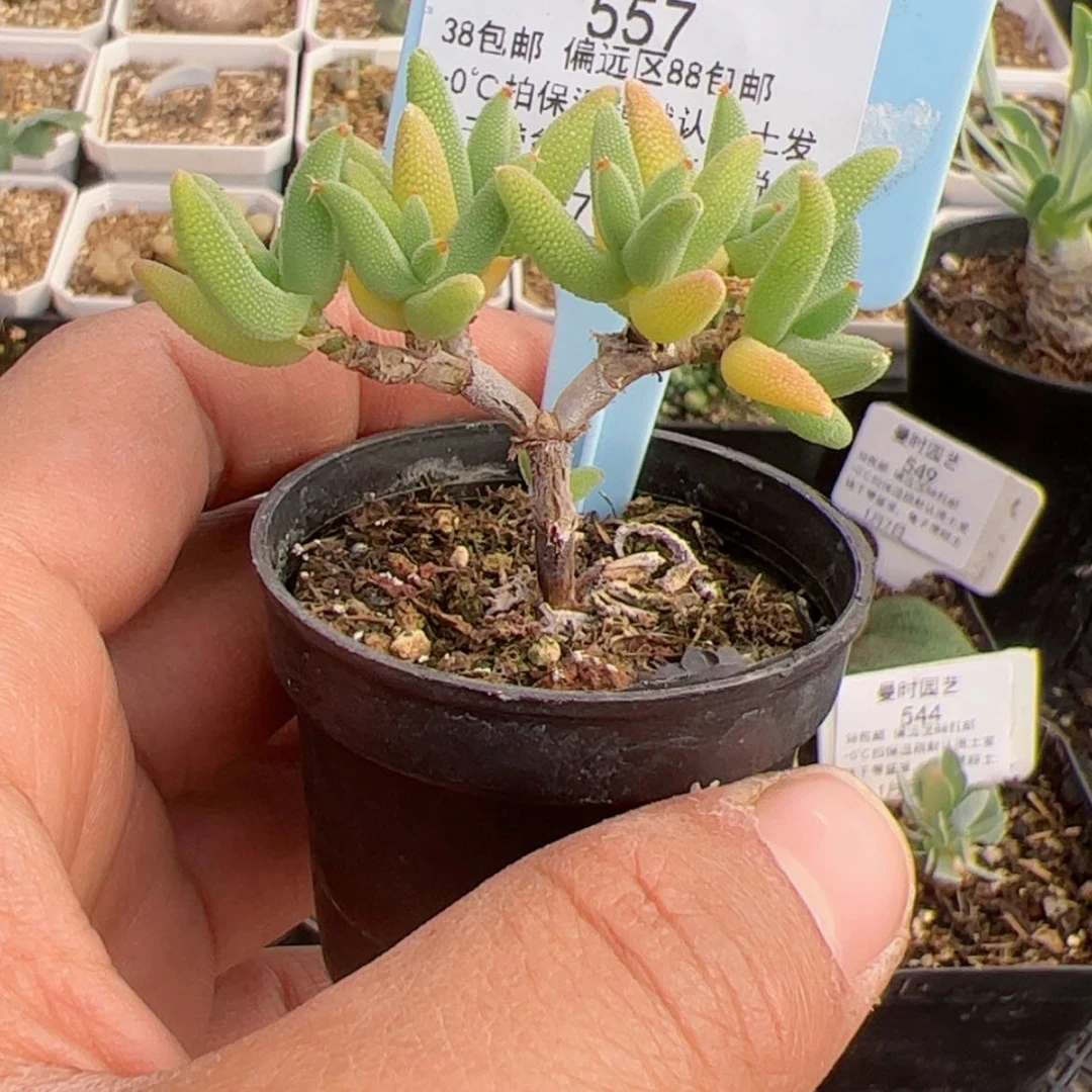 【闪购商品】1.7玉米多肉557