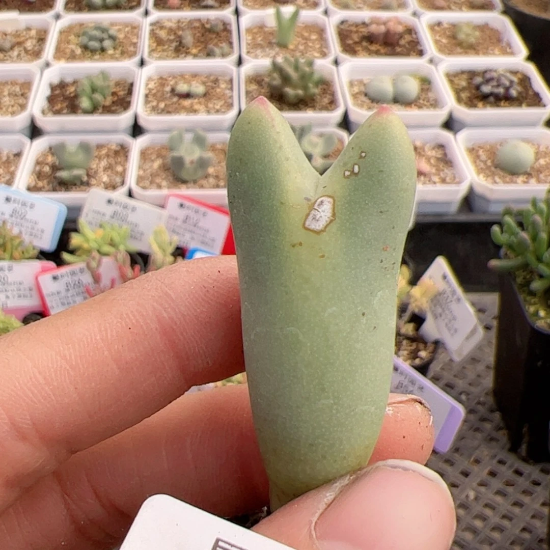 【闪购商品】大****女867号皮卡丘1.4多肉