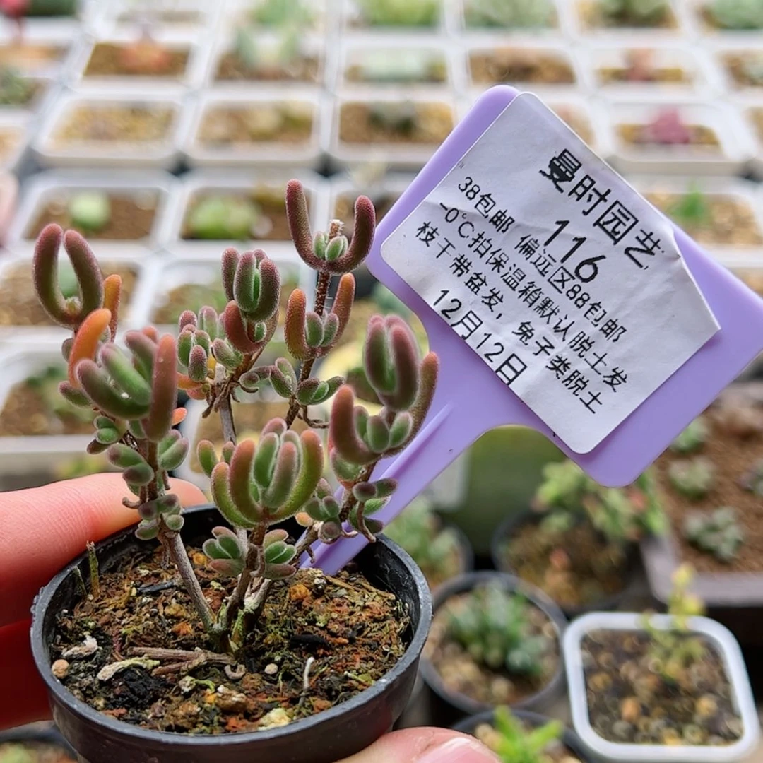 【闪购商品】12.12红叶多肉116