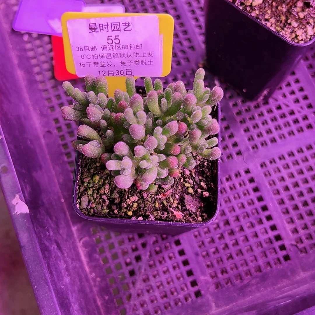 【闪购商品】韩****)12.30冰晶多肉55