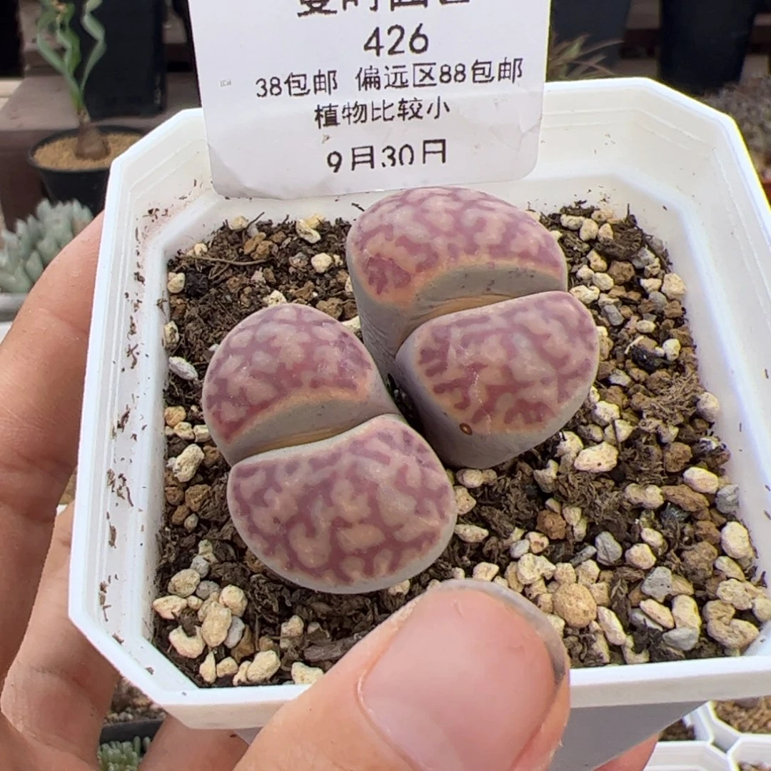 原****！426号红哲留9.30多肉