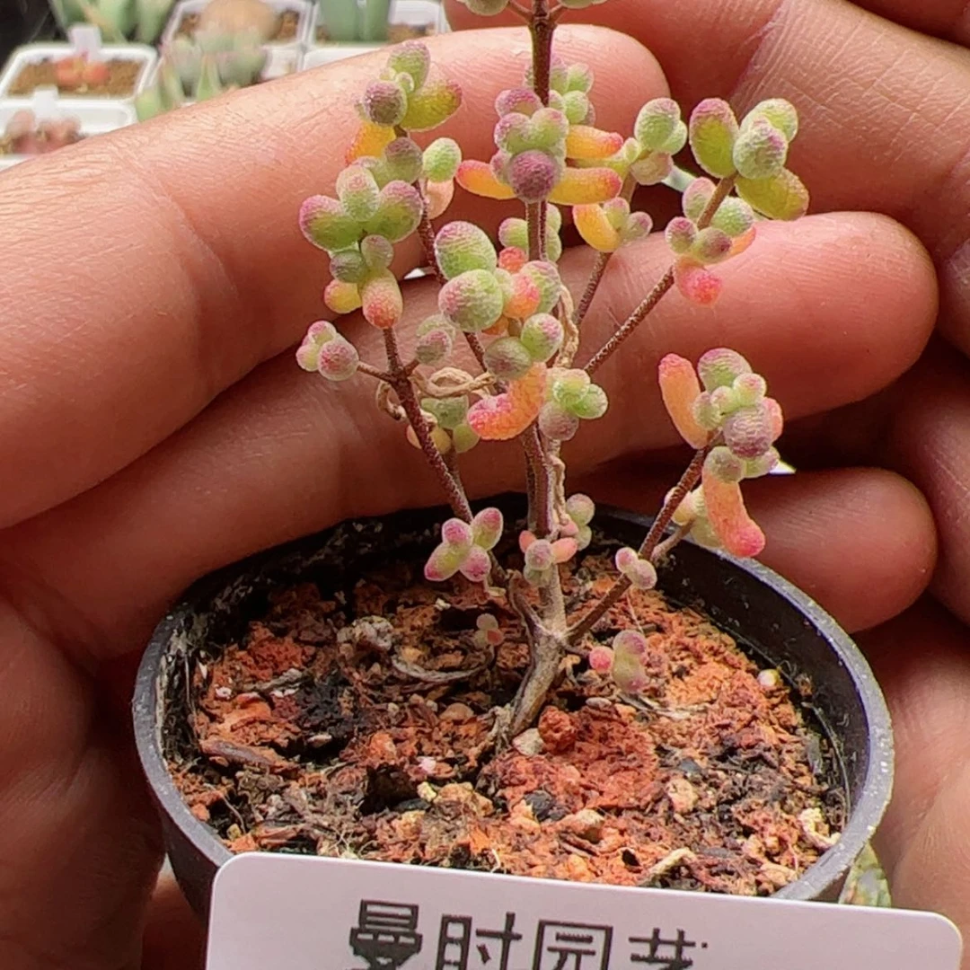 【闪购商品】1.1糖球白胡斑锦多肉1024