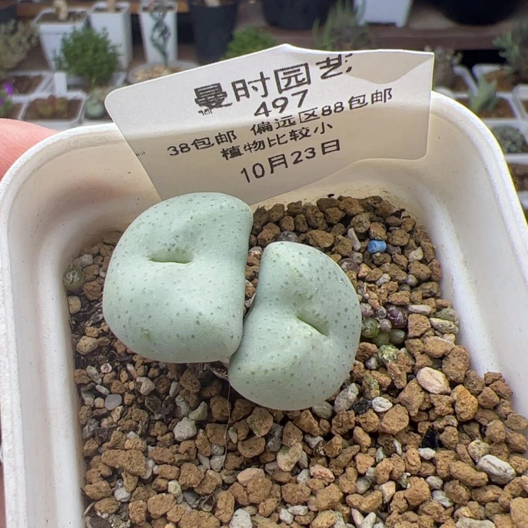 柒*?10.23奶油嘴杂多肉497