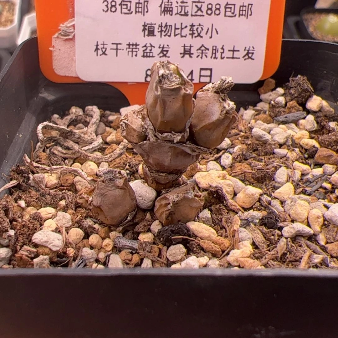 311号碧光环兔子8,24多肉