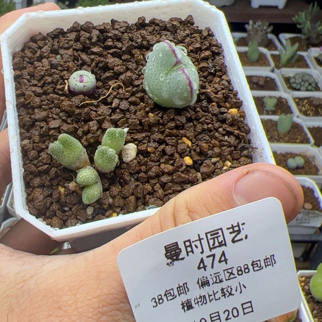 半*桃10.20三个多肉474