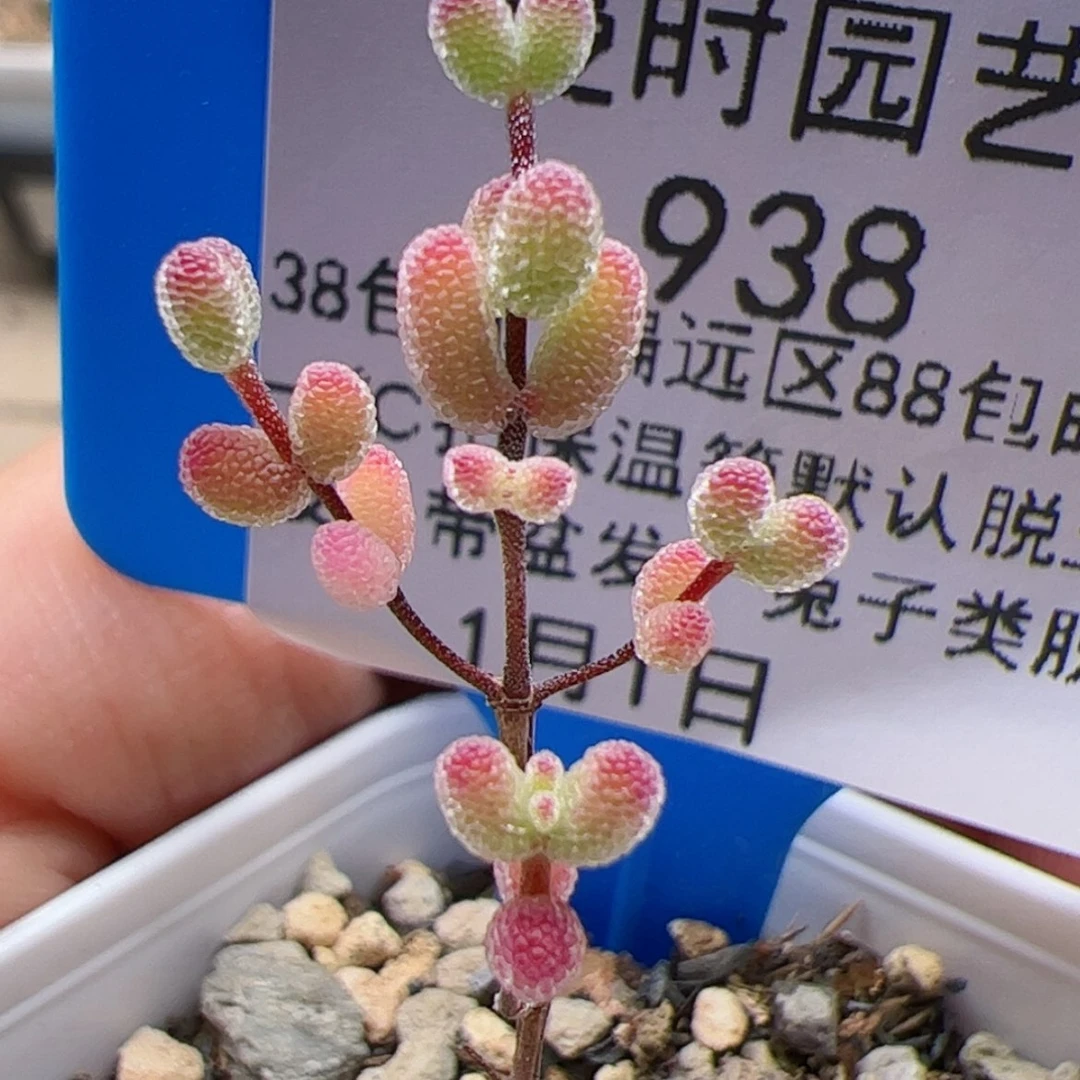 【闪购商品】938号糖球1.1多肉