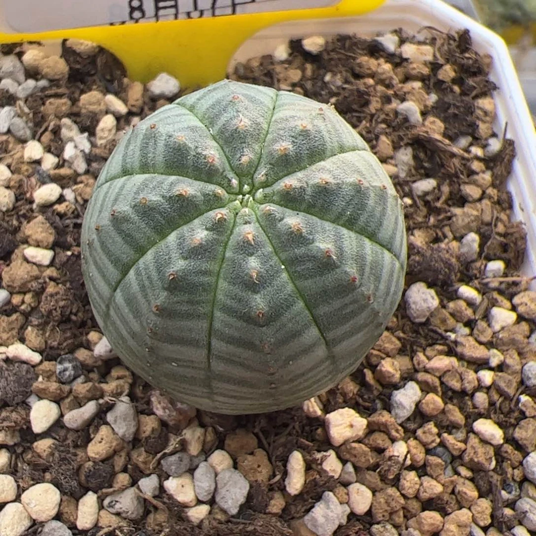 157号布纹球8.17多肉