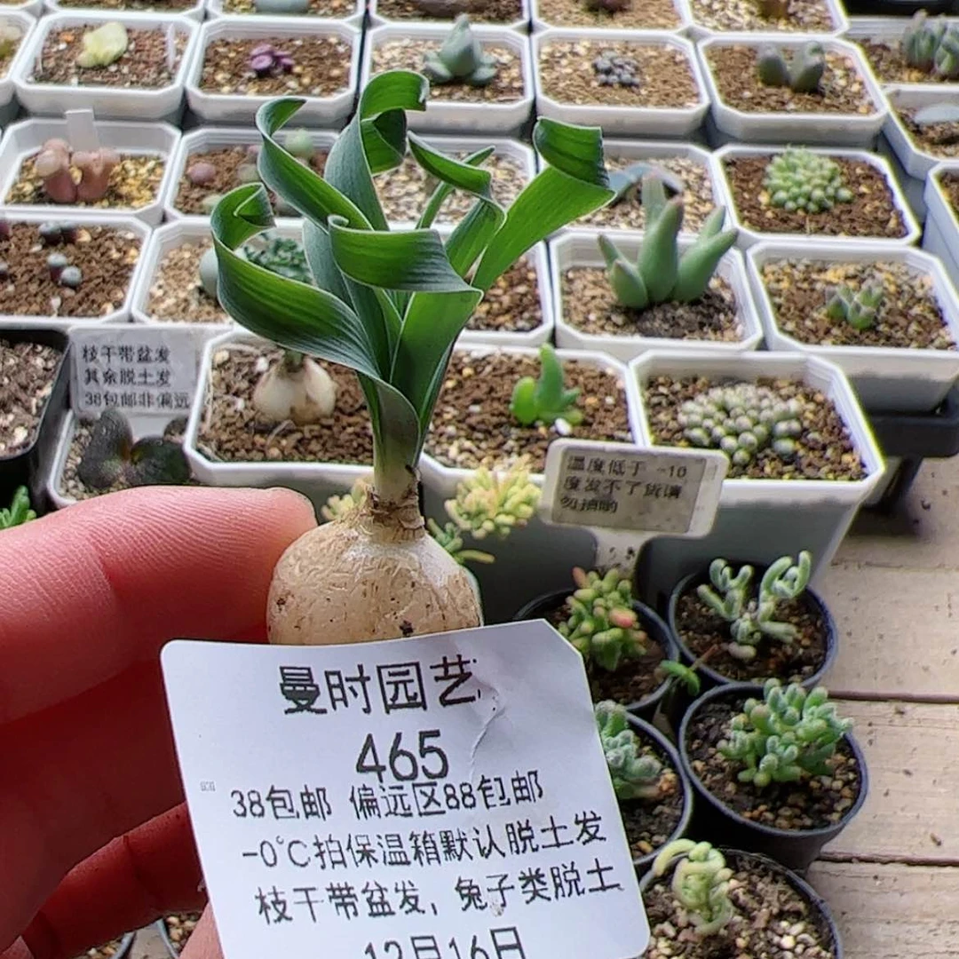 【闪购商品】12.16宽叶弹簧草多肉465