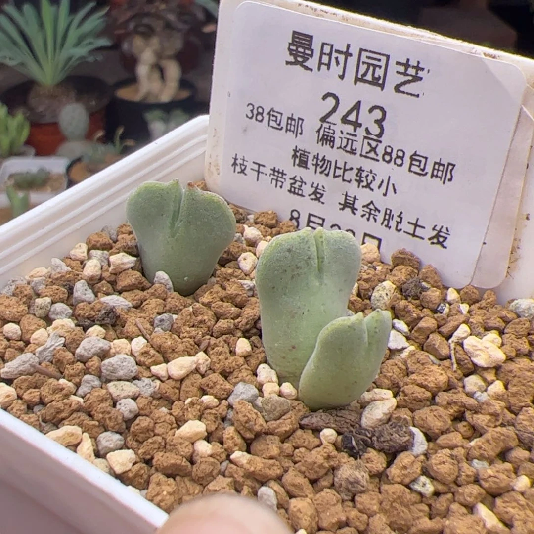 8.23两个猪蹄多肉243