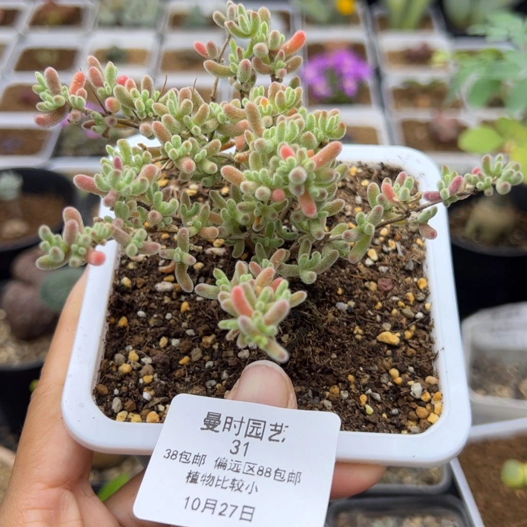 31号冰晶杂10.27多肉