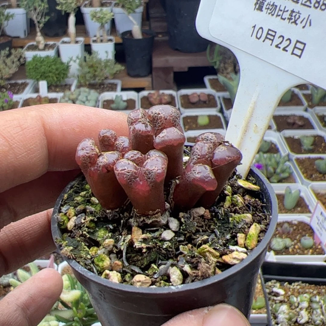 K*Z10,22勋章多肉植物组合279